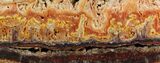 Colorful, Wild Fire Opal Slab (Not Polished) - Utah #115344-1